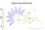 Graines d'Hypericum perforatum