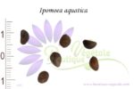 Graines d'Ipomoea aquatica