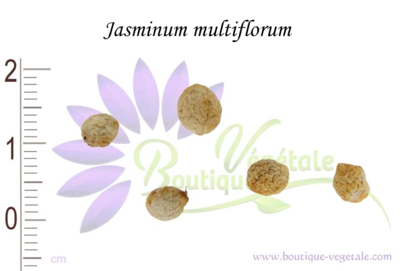 Graines de Jasminum multiflorum
