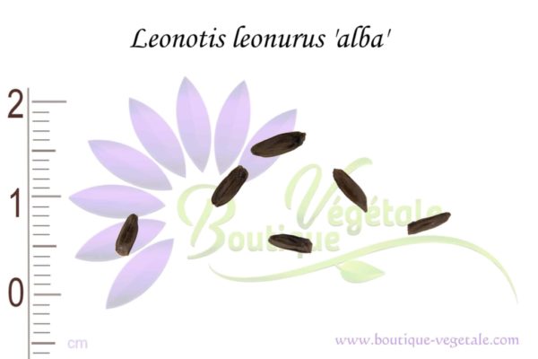 Graines de Leonotis leonurus 'Alba'