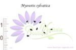 Graines de Myosotis sylvatica