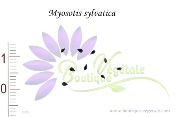 Graines de Myosotis sylvatica