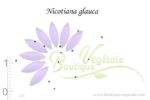 Graines de Nicotiana glauca