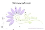 Graines de Nicotiana sylvestris, semences tabac sylvestre