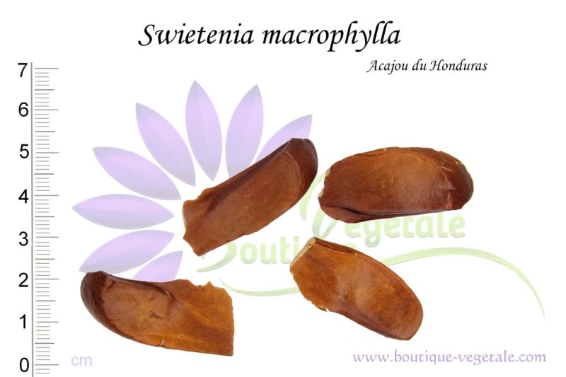 Graines de Swietenia macrophylla