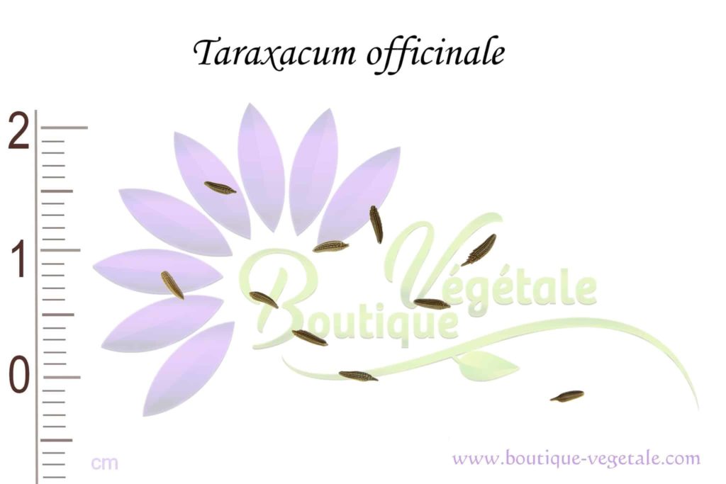 Graines Taraxacum officinale