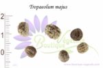 Graines Tropaeolum majus, Graines de capucine