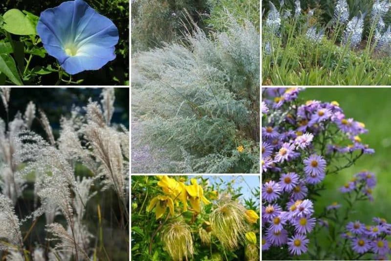 Massif été naturel avec des Astéracées
