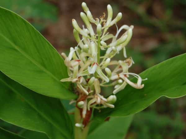 Alpinia galanga - Inflorescence