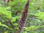 Amorpha fruticosa - Détail d'une fleur