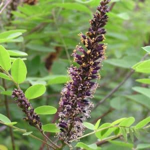 Amorpha fruticosa - Détail d'une fleur