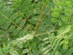 Amorpha fruticosa - Détail d'une fleur