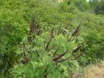 Amorpha fruticosa - Inflorescence et feuillage