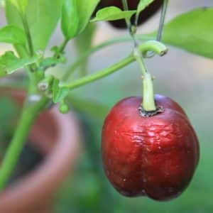 Capsicum annuum 'Chocolate Bell' - En cours de maturation