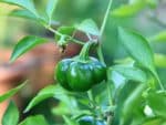 Capsicum annuum 'Chocolate Bell' - Fruit vert
