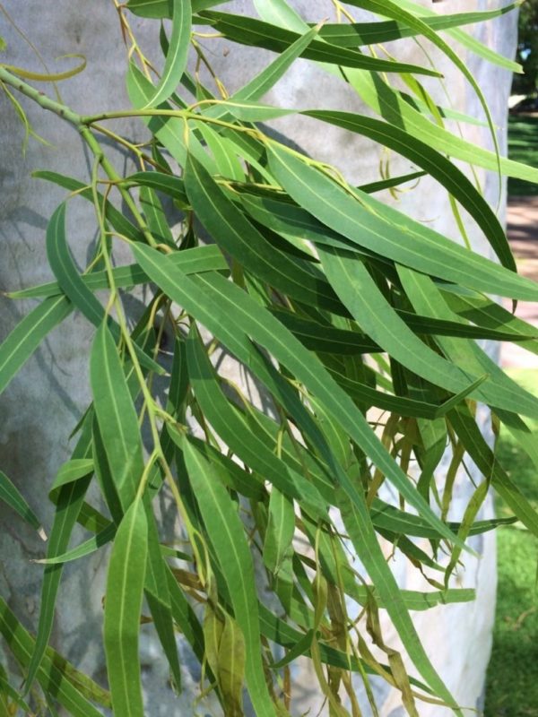 Corymbia citriodora - Feuillage d'Eucalyptus citriodora