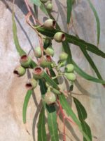 Corymbia citriodora - Feuillage et infrutescence d'Eucalyptus citriodora