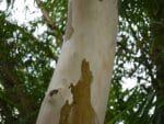 Corymbia citriodora, Tronc d'Eucalyptus citriodora