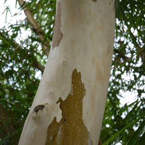 Corymbia citriodora - Tronc d'Eucalyptus citriodora