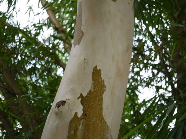 Corymbia citriodora - Tronc d'Eucalyptus citriodora