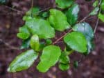 Crinodendron patagua -Détails d'une feuille