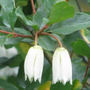 Crinodendron patagua - Inflorescence