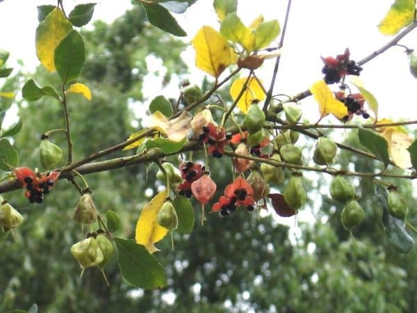 Crinodendron patagua - Infrutescence