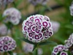 Dianthus barbatus - Fleur bicolore