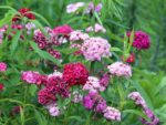 Dianthus barbatus - Fleurs de différents coloris