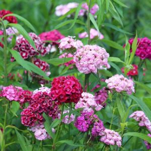 Dianthus barbatus - Fleurs de différents coloris