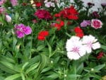 Dianthus barbatus - Inflorescence et feuillage