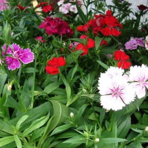 Dianthus barbatus - Inflorescence et feuillage