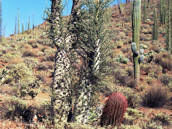 Fouquieria columnaris - Avec un Ferocactus pilosus