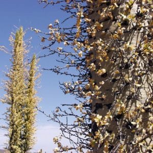 Fouquieria columnaris - Inflorescence