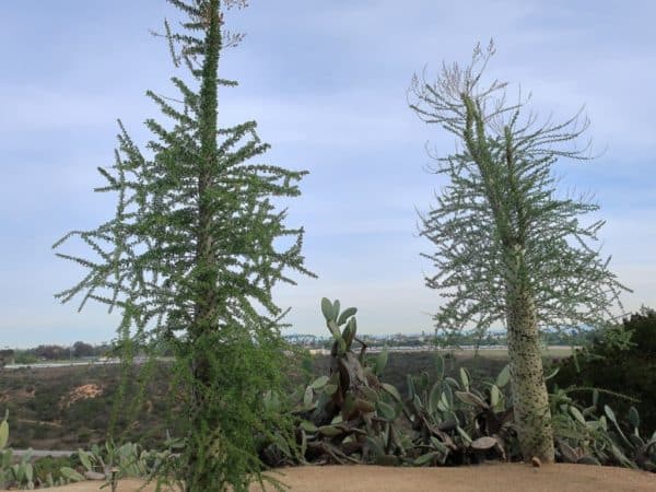 Fouquieria columnaris - Vue générale