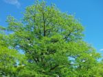 Gleditsia triacanthos - Vue générale