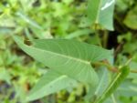 Ipomoea aquatica - Détails d'une feuille