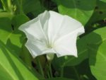 Ipomoea aquatica - Fleur blanche