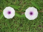 Ipomoea aquatica - Inflorescence