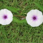 Ipomoea aquatica - Inflorescence