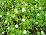 Ipomoea aquatica - Vue générale