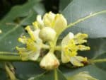 Laurus nobilis - Détails d'une fleur