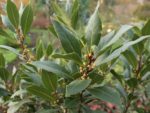 Laurus nobilis - Feuillage