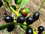 Laurus nobilis - Infrutescence