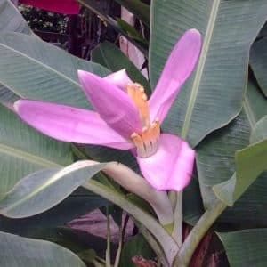 Musa ornata - Inflorescence et feuillage