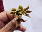 Pterygota alata - Détails d'une fleur
