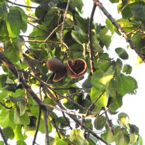 Pterygota alata - Fruits mûrs