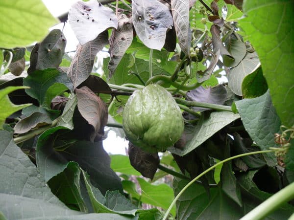 Sechium edule - Infrutescence