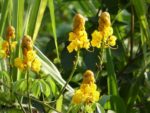 Senna alata - Détail d'une fleur