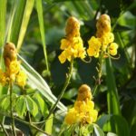 Senna alata - Détail d'une fleur